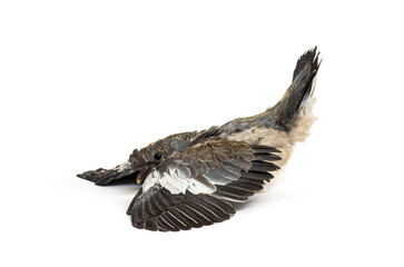 Young domestic pigeon falling out of the nest taking its first take off, learning to flight, against white background