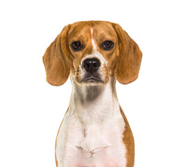 head shot of beagles dog facing at camera,  isolated on white