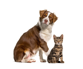 Cat and dog together in front of white background. Australian shepherd and crosse-breed cat, isolated on white