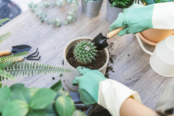 Gardener, Spring hand of woman replanting, planting cacti, cactus in ceramic pot, can dirt or soil on wooden table, take care in garden. Hobby of plant, gardening or houseplants of freelancer indoor.