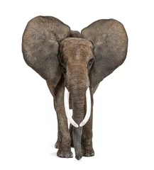 Fototapeten African elephant standing in front, ears up, isolated on white, image remastered © Eric Isselée