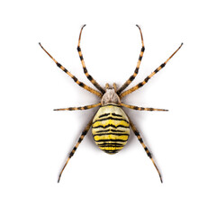 Wasp spider viewed from up high, Argiope bruennichi, isolated on