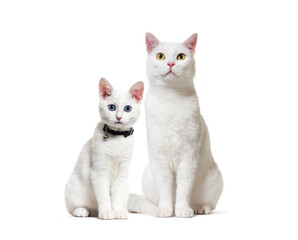 White kitten and adult crossbreed cat sitting. One wearing a collar. isolated on white
