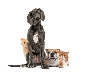 Great Dane dog sitting, bulldog lying down and European cat hiding behing dogs, isolated
