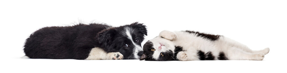Crossbreed dog and cat, lying together, isolated on white