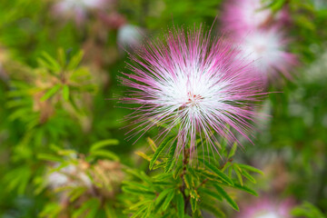 Albizia julibrissin, Persian silk tree or pink silk tree in Hong Kong, which is a species of tree...