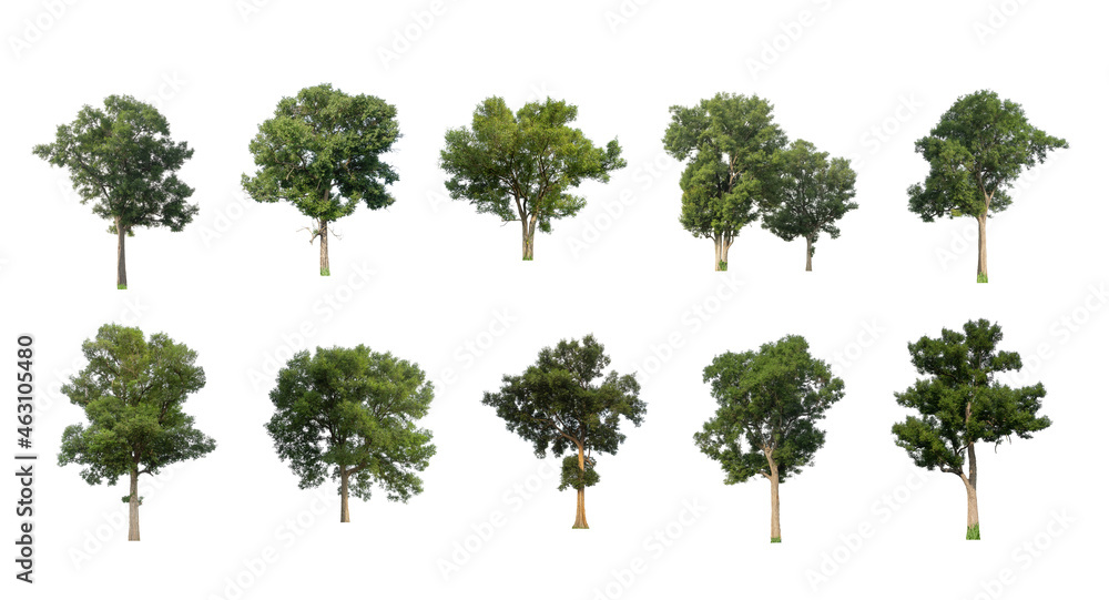 Poster set of isolated trees on white background , the collection of trees