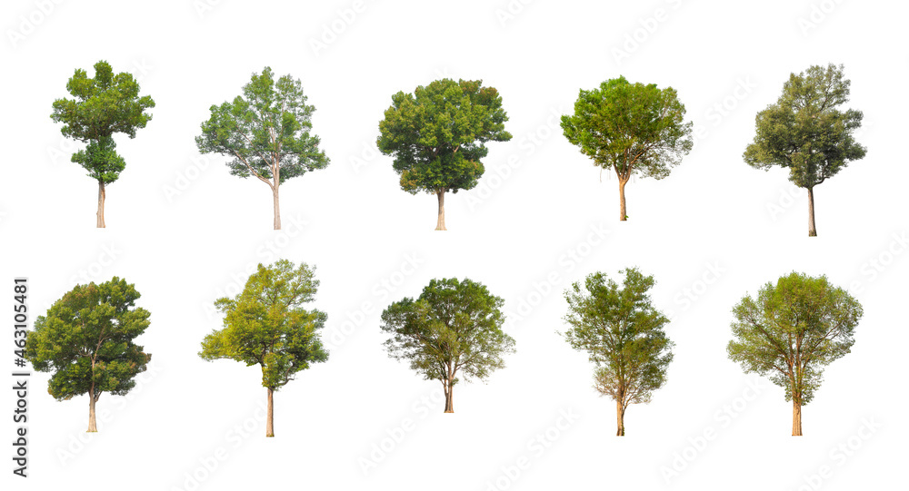 Poster set of isolated trees on white background , the collection of trees