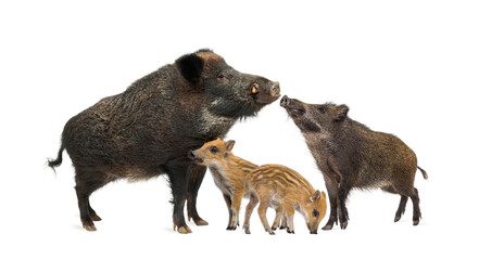 Family wild boar mother and baby, standing in front, isolated on white - obrazy, fototapety, plakaty