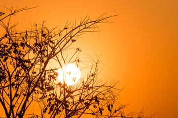 The sun is shining on the horizon behind branches and a beautiful orange sky