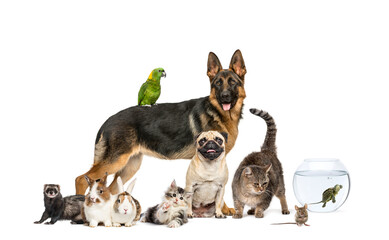 Group of pets in a row, Dogs, cats, ferret, rabbit, birds, mouse, isolated on white