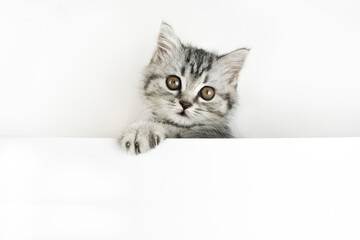 Face and paw of little Scottish Straight kitten peeks out curiously from behind a white background with copy space. Baby cat looking into the camera