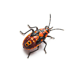 Nymph stage of seed bug, Spilostethus pandurus, a Lygaeinae specie, isolated on white