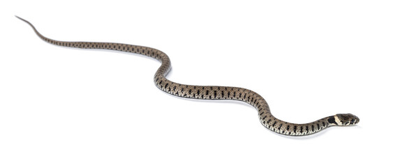 Grass snake, Natrix natrix, Isolated on white