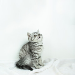 Little cute Scottish Straight kitten sitting on white silk fabric and looks up against white background with copy space.