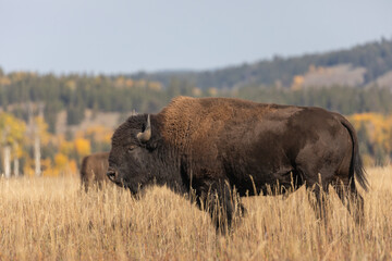 Bull Bison in Grand Teton National Park Wyoming in Autumn