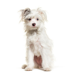 White Yorkie-Pom isolated on white. mixed breed Pomeranian and Yorkshire Terrier