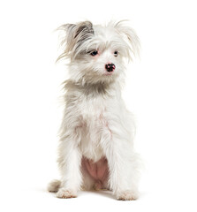 White Yorkie-Pom isolated on white. mixed breed Pomeranian and Yorkshire Terrier