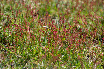 moss on the ground