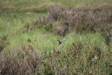 bird, norfolk, morston quay, Blakeney, National Nature Reserve, Blakeney quay, National, Nature, Reserve