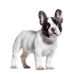Fototapeta premium three months old puppy french bulldog