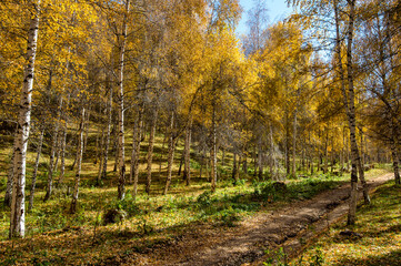 autumn in the forest