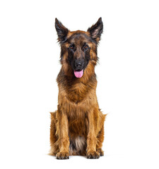 Young German shepherd dog sitting and panting, isolated on white