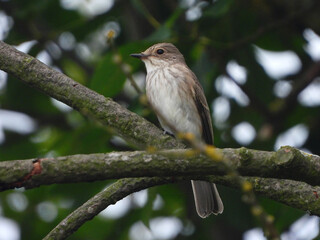 Birds of Europe: The spotted flycatcher (Muscicapa striata)