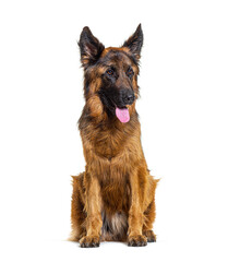 Young German shepherd dog sitting and panting, isolated on white