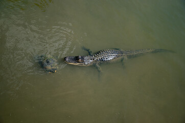 Florida Alligator in the water with a Turtle