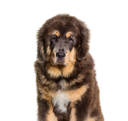 Head shot of Sitting brown Tibetan mastiff dog, isolated on white