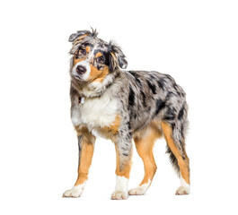 Australian shepherd blue merle