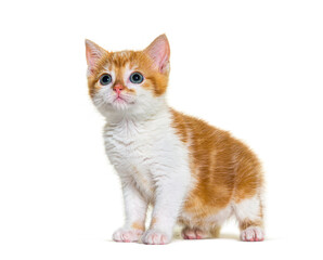 Kitten Mixed-breed cat ginger and white, Isolated on white