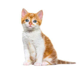 Fototapeta premium Kitten Mixed-breed cat ginger and white, Isolated on white