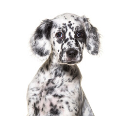 Spotted Black and white Puppy english setter, two months old, isolated