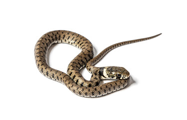 Grass snake, Natrix natrix, Isolated on white