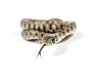 Grass snake sniffing tongue out, Natrix natrix, Isolated on white