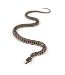 Grass snake, Natrix natrix, Isolated on white