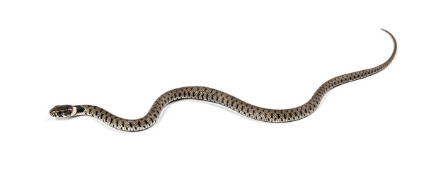 Grass snake, Natrix natrix, Isolated on white