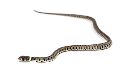 Grass snake, Natrix natrix, Isolated on white