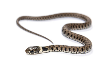 Grass snake, Natrix natrix, Isolated on white