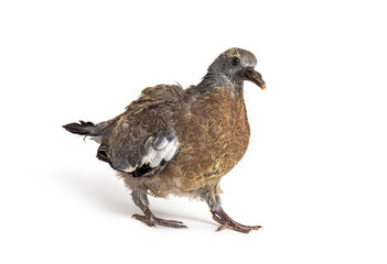 Young domestic pigeon falling out of the nest, against white background