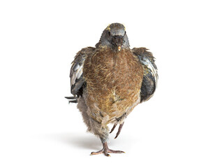 Young domestic pigeon falling out of the nest, against white background