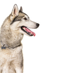 head shot of a panting Husky wearing a collar against a white background