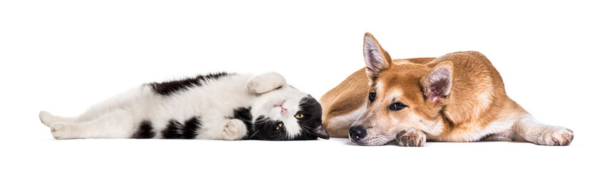 Crossbreed dog and cat, lying together, isolated on white