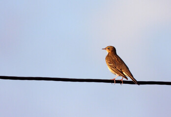 Birds of Europe: Anthus (Anthus pratensis?)