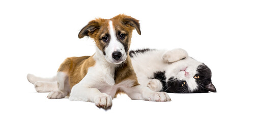 Crossbreed dog and cat, lying together, isolated on white