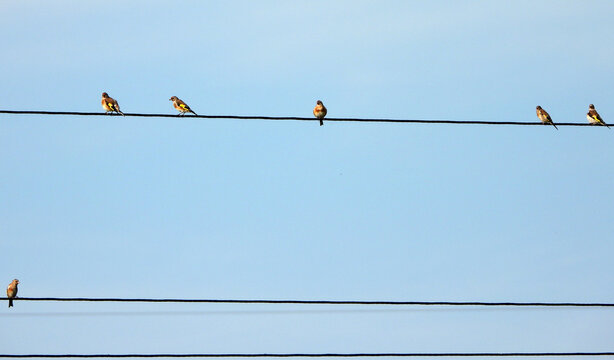 Birds of Europe: bright goldfinches (European goldfinch, Carduelis carduelis) sit on electrical wires 