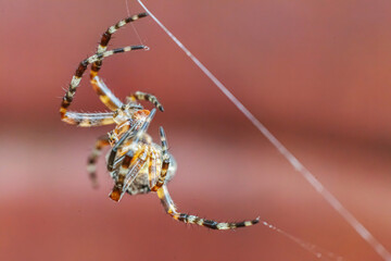 Arachnophobia fear of spider bite concept. Macro close up spider on cobweb spider web on blurred brown background. Life of insects. Horror scary frightening banner for halloween.