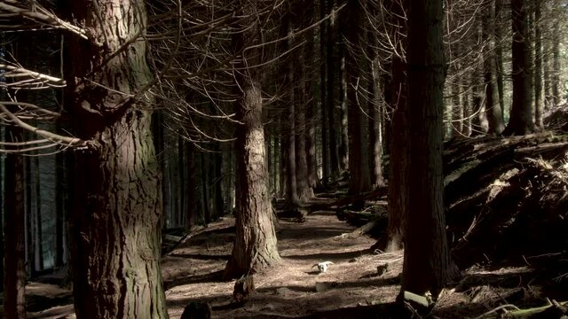 Dolly zoom camera of a sinister conifer forest with a goat skull on the ground. Reverse camera movement revealing the forest and the goat skull. 4K footage. Halloween concept.